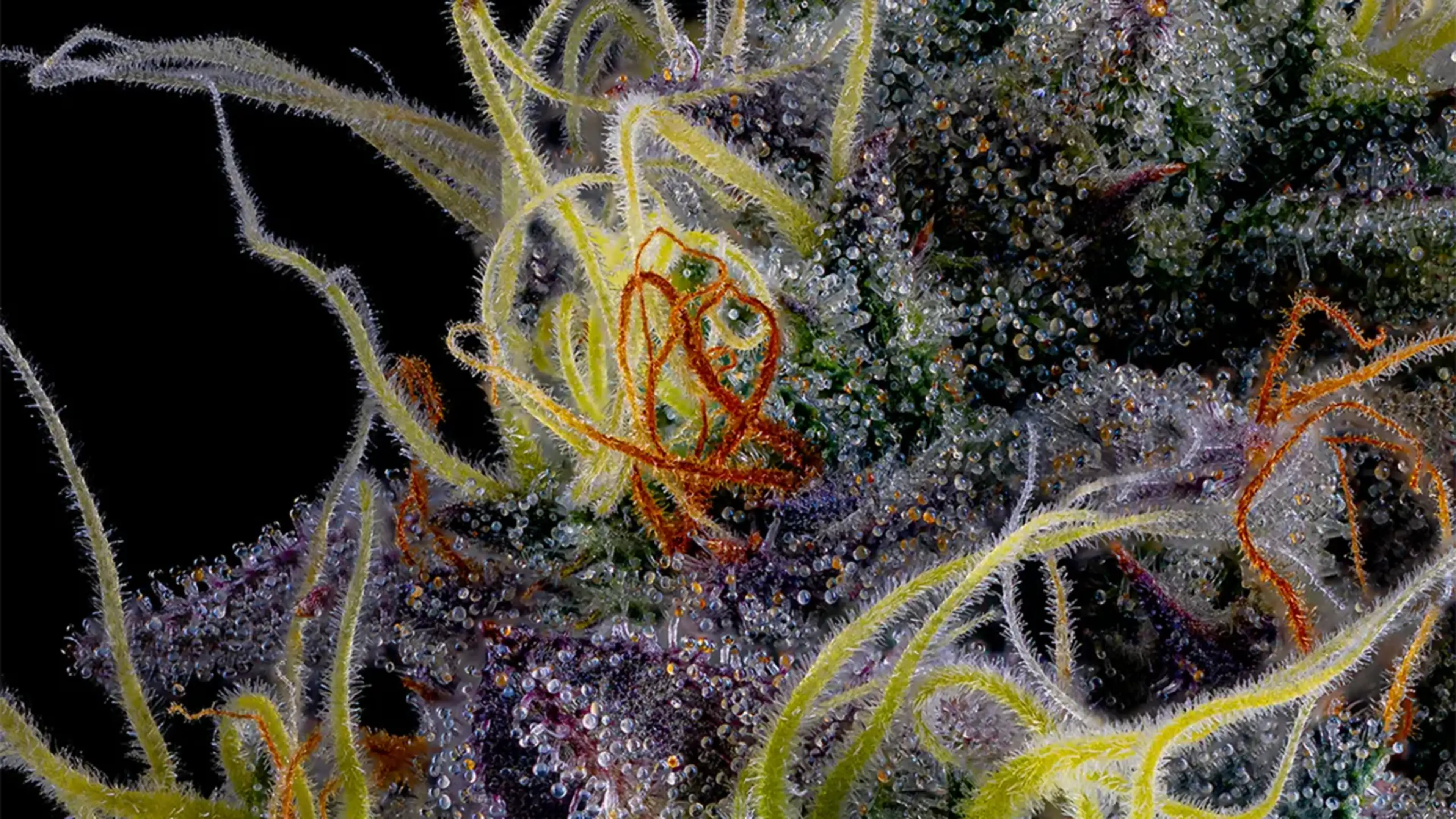 What are Cannabinoids (update) BILL-04 C-45-VariantA V001 copy