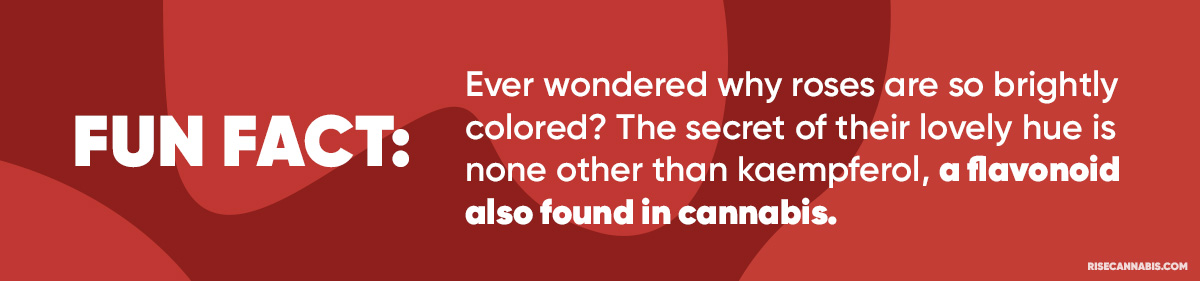 Fun-Fact-Full-Spectrum-CBD