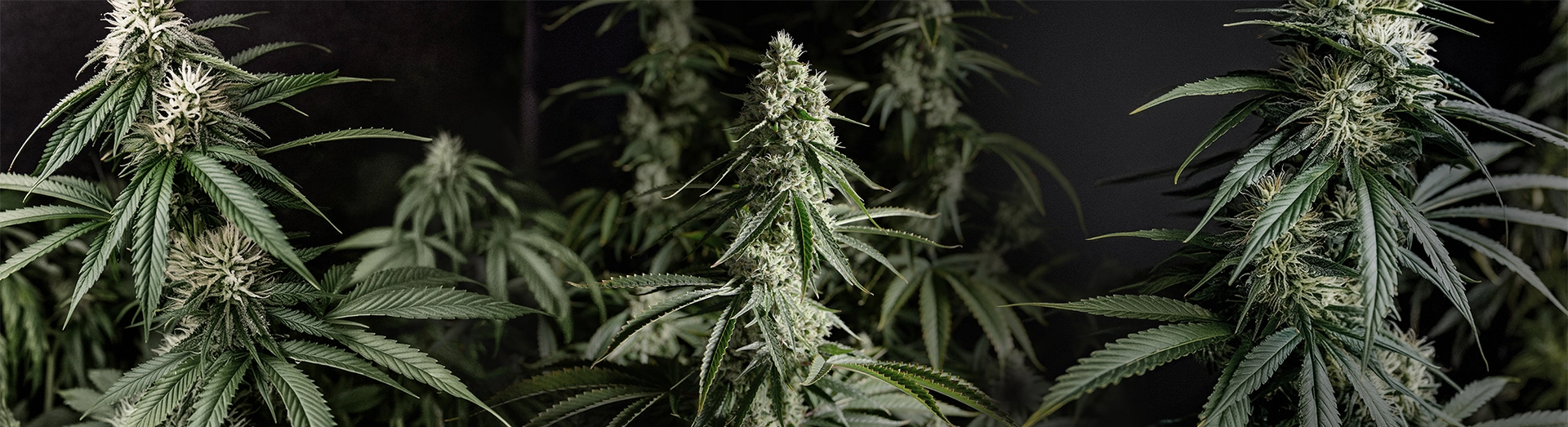Top Energizing Cannabis Strains