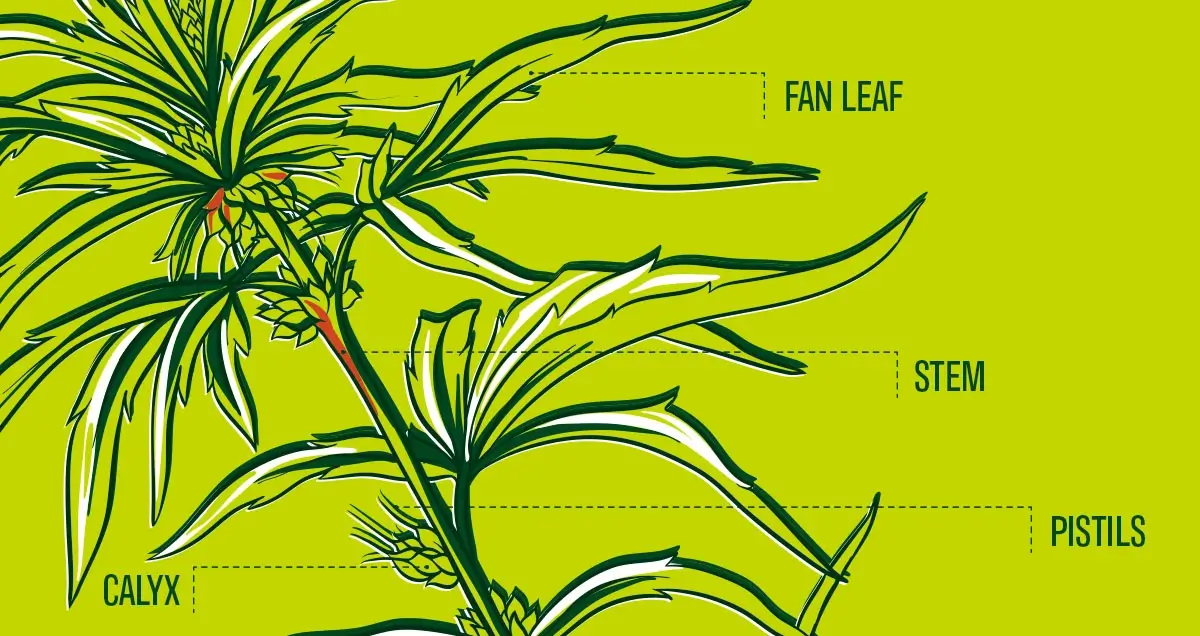 Anatomy of cannabis flower