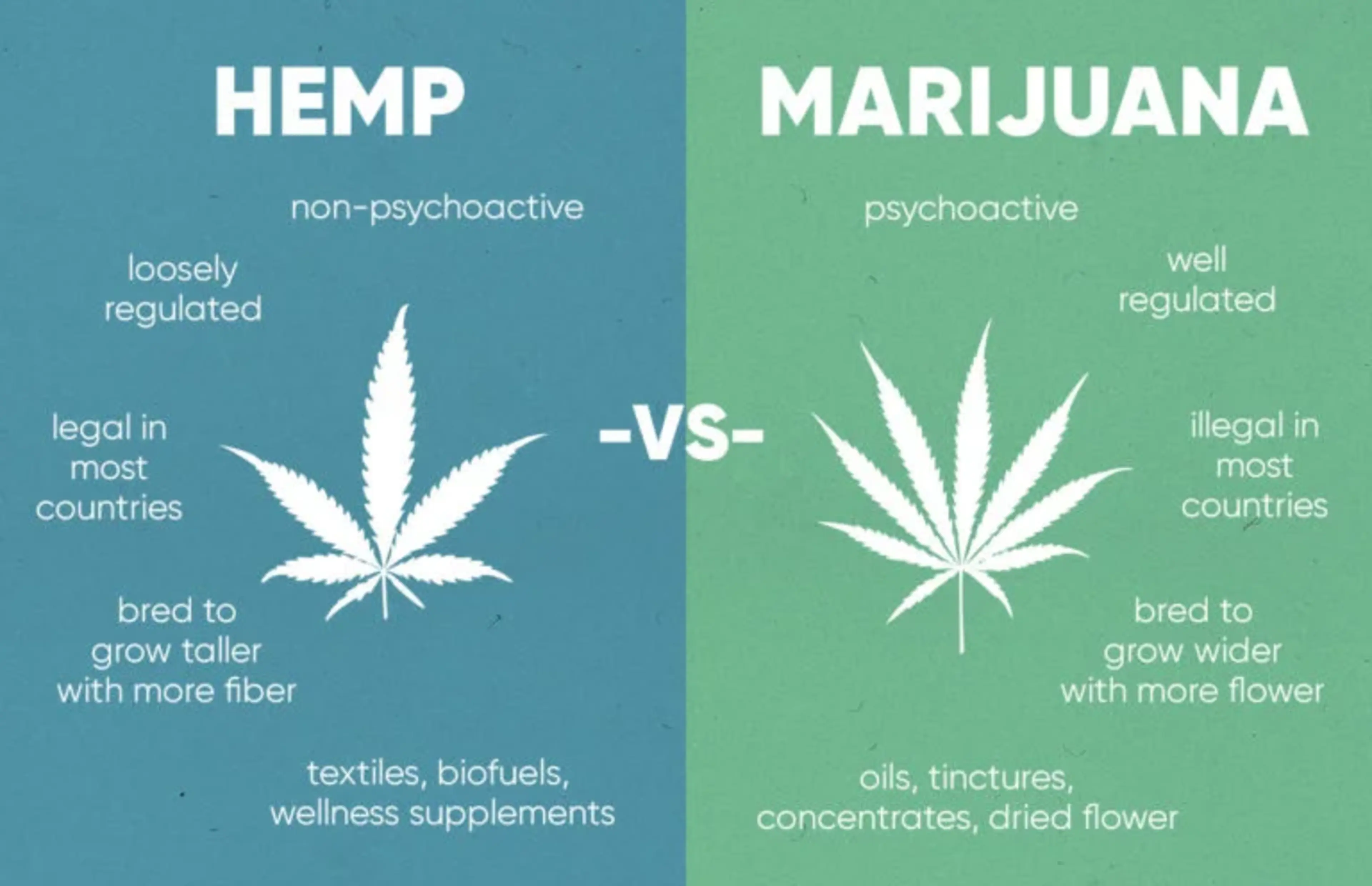 What is the difference between hemp and marijuana?