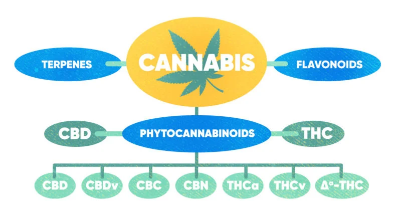 RiseEntourageEffectInset Chart-800x433