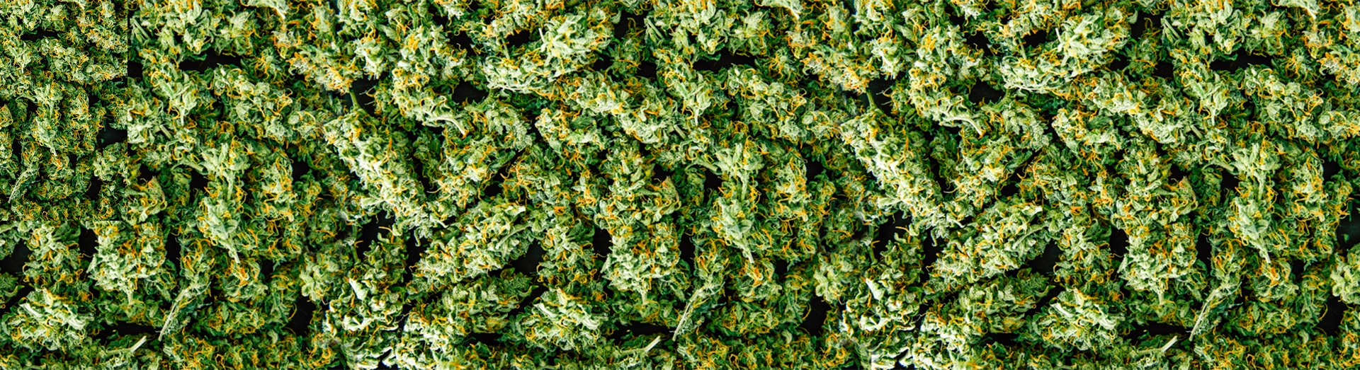 Top Cannabis Strains for Focus 