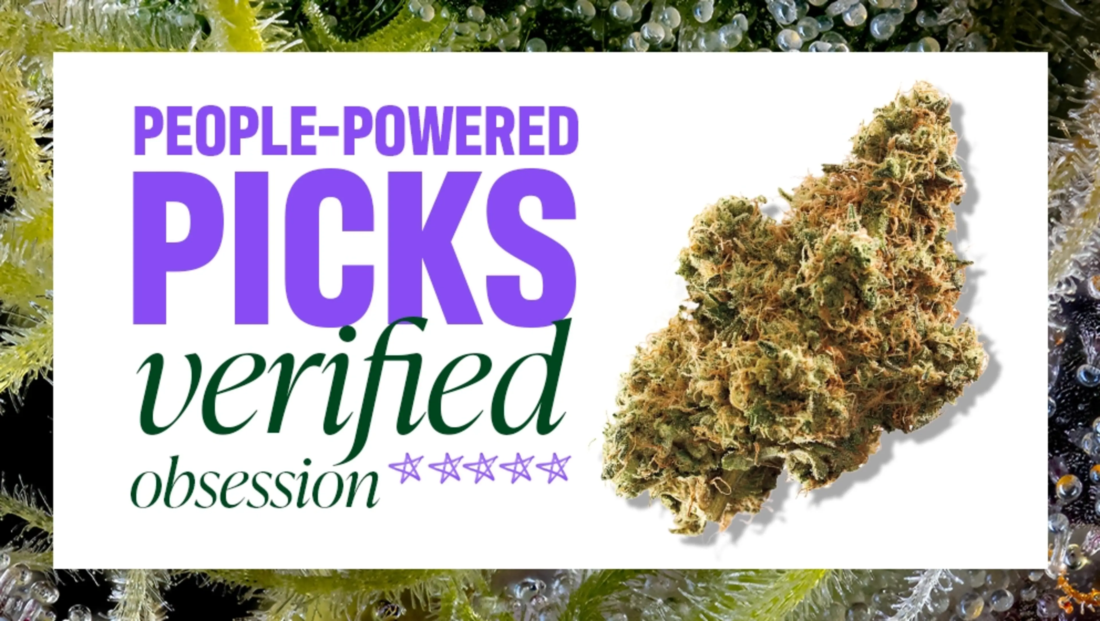 People powered premium cannabis flower