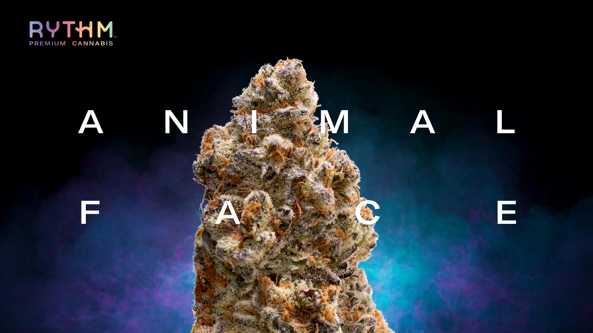 Animal Face Pre-Pack