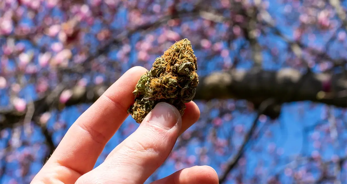 Cannabis products-Flower