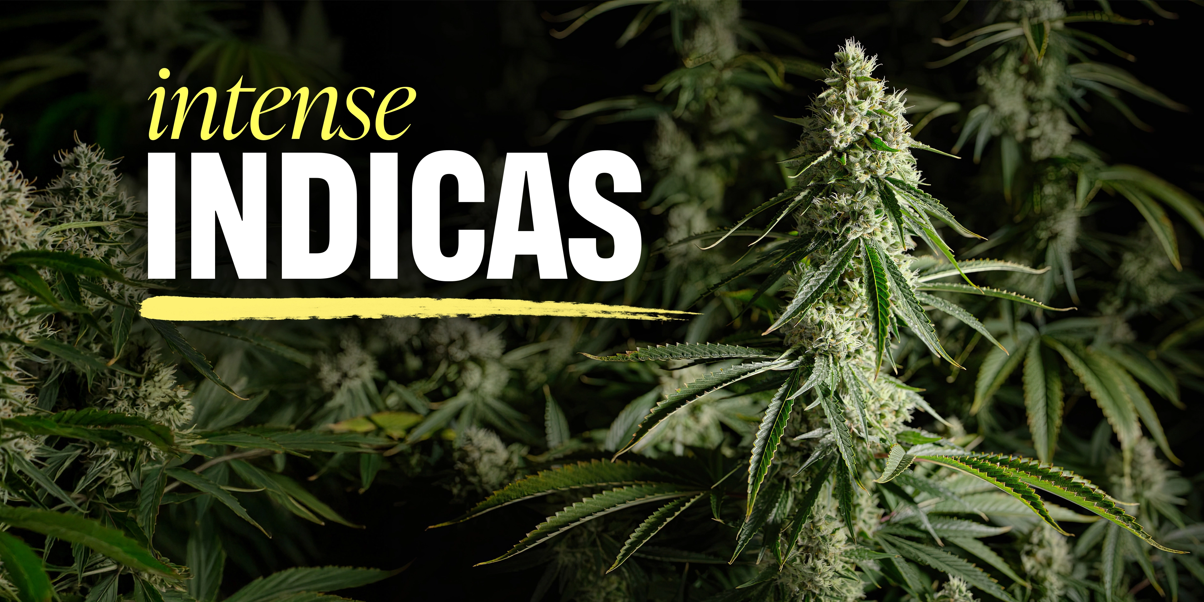 Intense Indicas Feature C-01-HeroHomepage-New-Desktop 3840x1920 V002