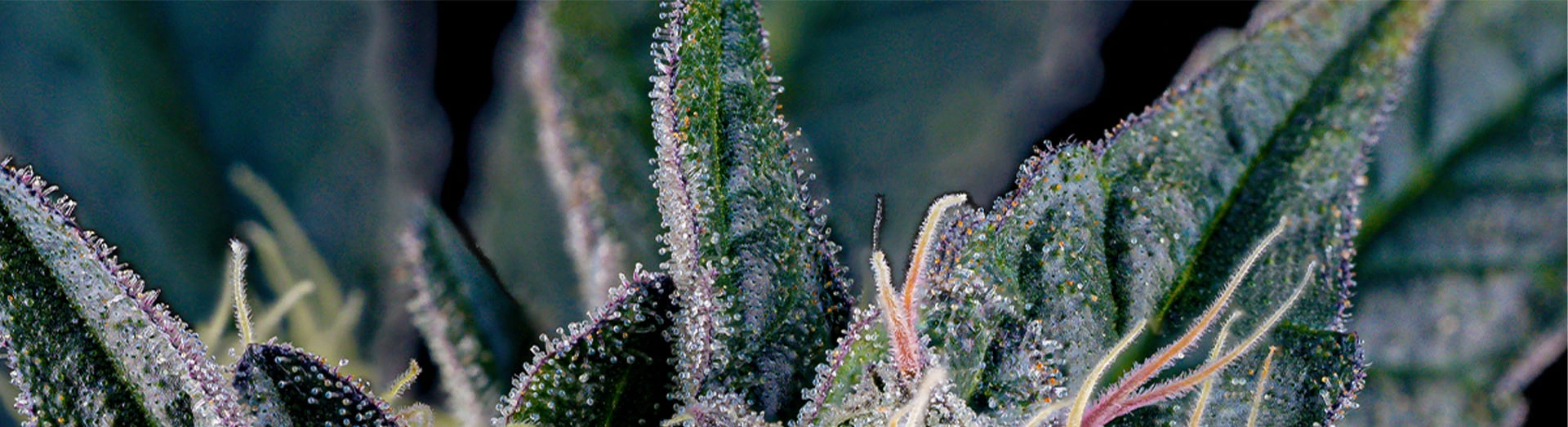 Round Up for Veterans | RISE Dispensaries