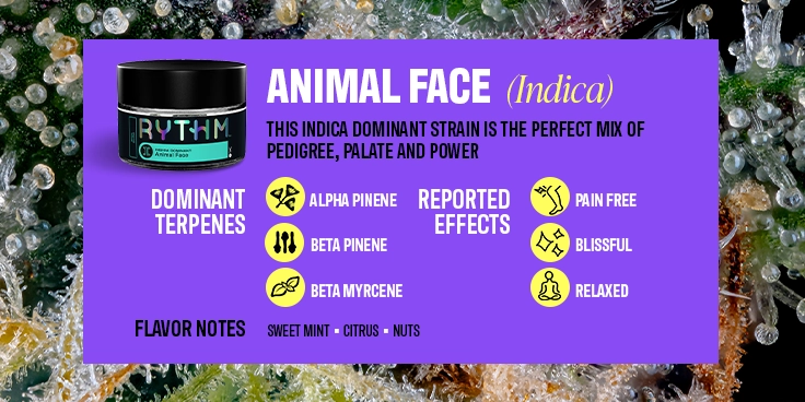 2025 Top Cannabis Products BIL-Animal Face-04 C-45-VariantB-Desktop V002