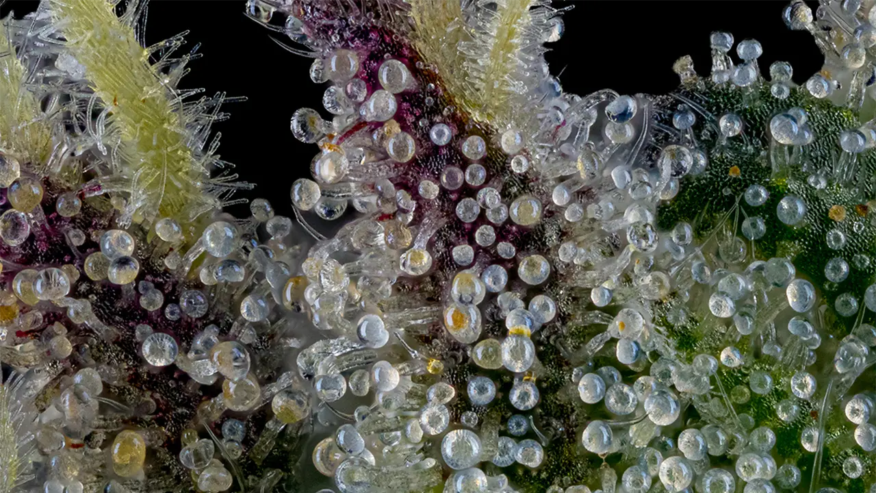 What are Cannabinoids (update) BILL-02 C-45-VariantA V001 copy