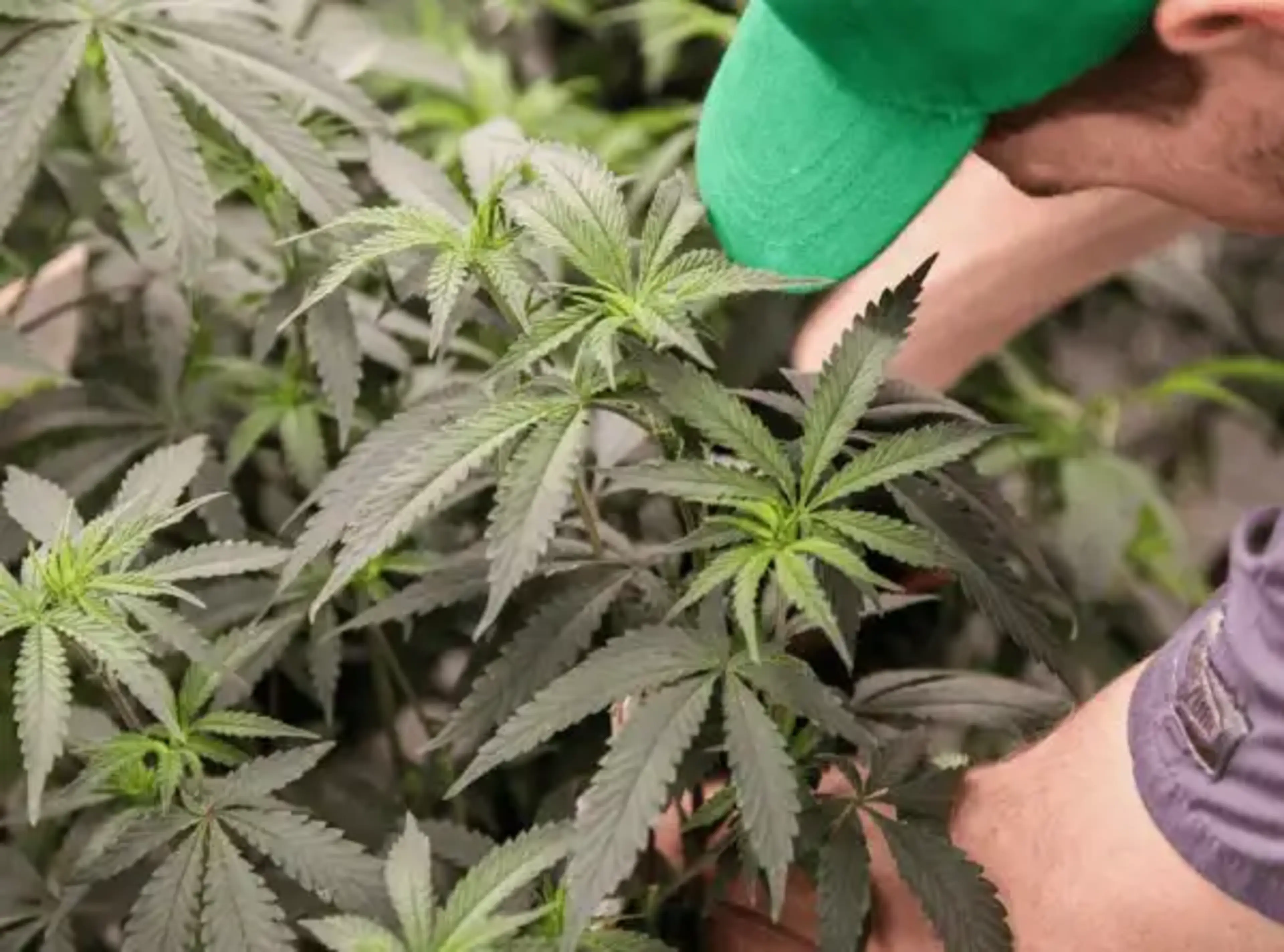 Anatomy of the Cannabis Plant From Seed to Bud