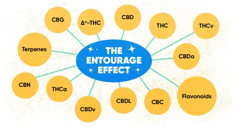 RiseEntourageEffectInset Spider-800x433