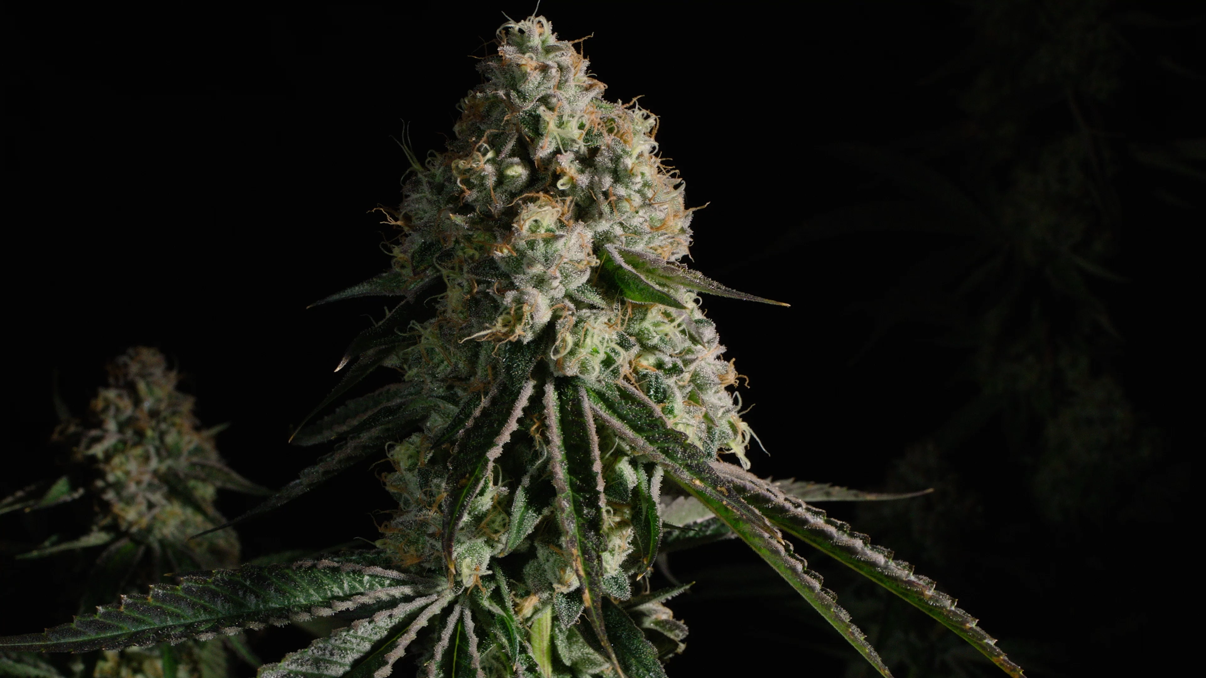 Kush mountains