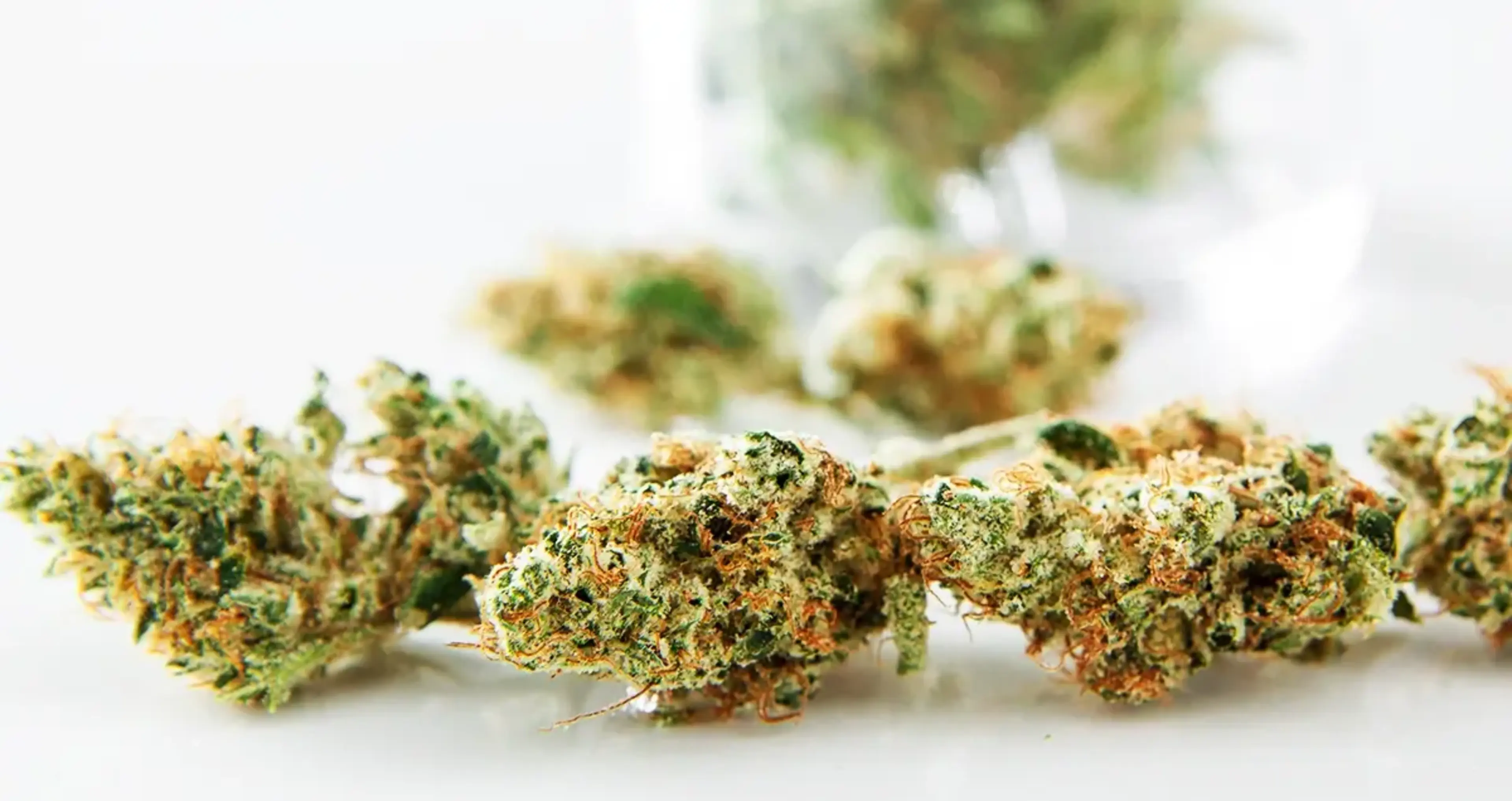 598106069-best-marijuana-strain-to-increase-focus bil 1200x636 v002 (1)