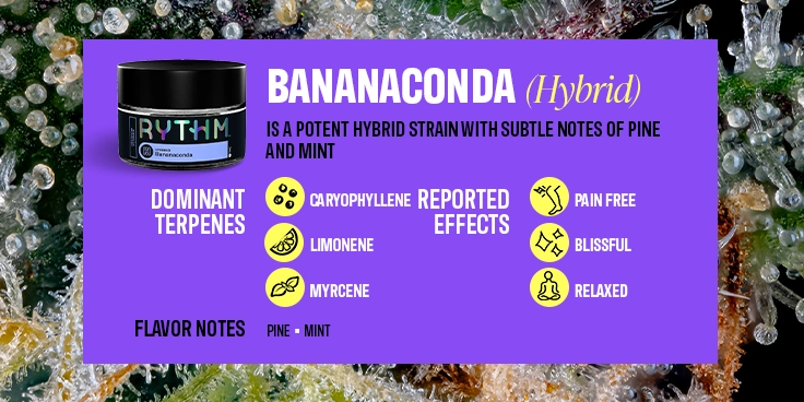 2025 Top Cannabis Products BIL-Bananaconda-09 C-45-VariantB-Desktop V001