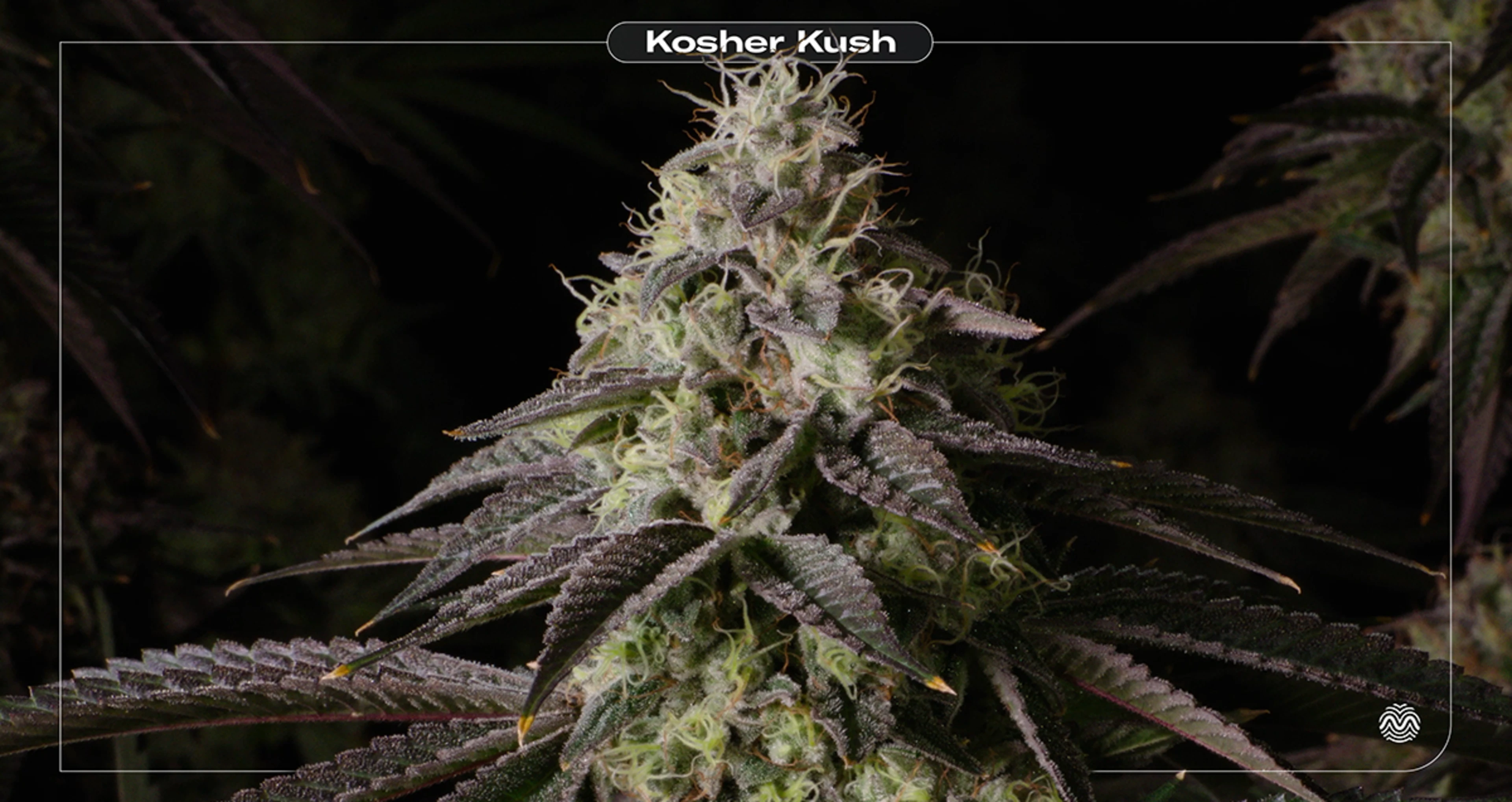 Kosher kush strain