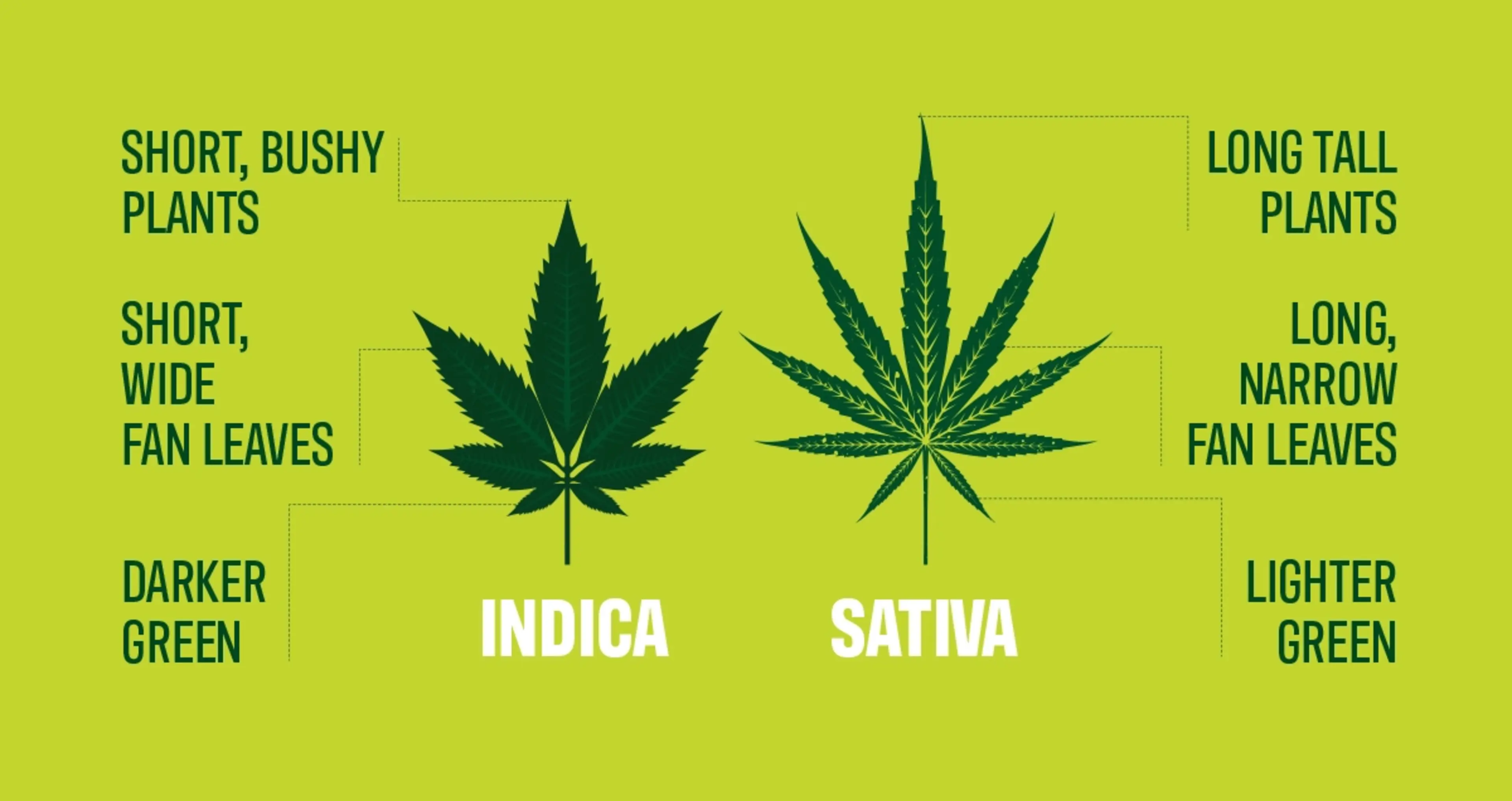 What's the relationship between Indica, Sativa and Cannabinoids?