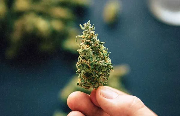 Cannabis Flower depicted in picture