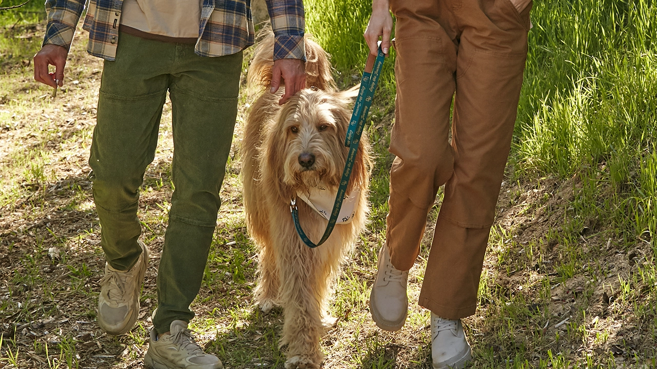 Cannabis and Pets- Dog & Cat Owners Should Know BILL-01 C-45-VariantA V001