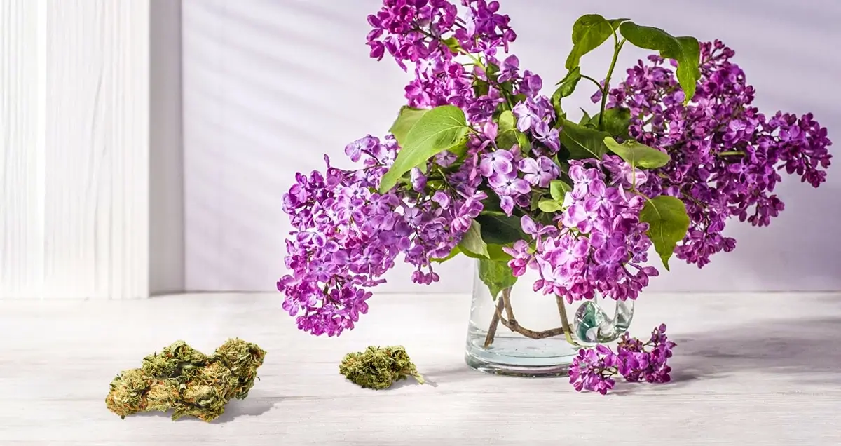 Cannabis Strains High in Terpinolene 