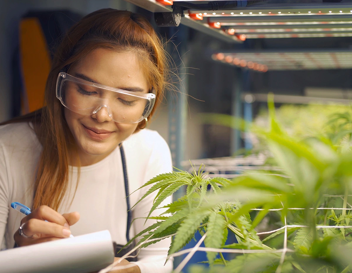 Cannabis And Depression