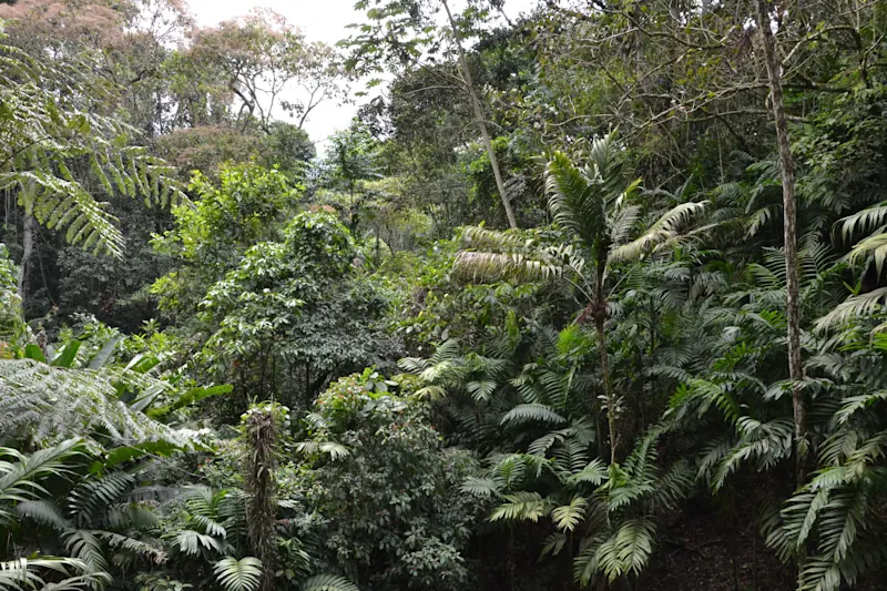 Photo from Quindio, Colombia