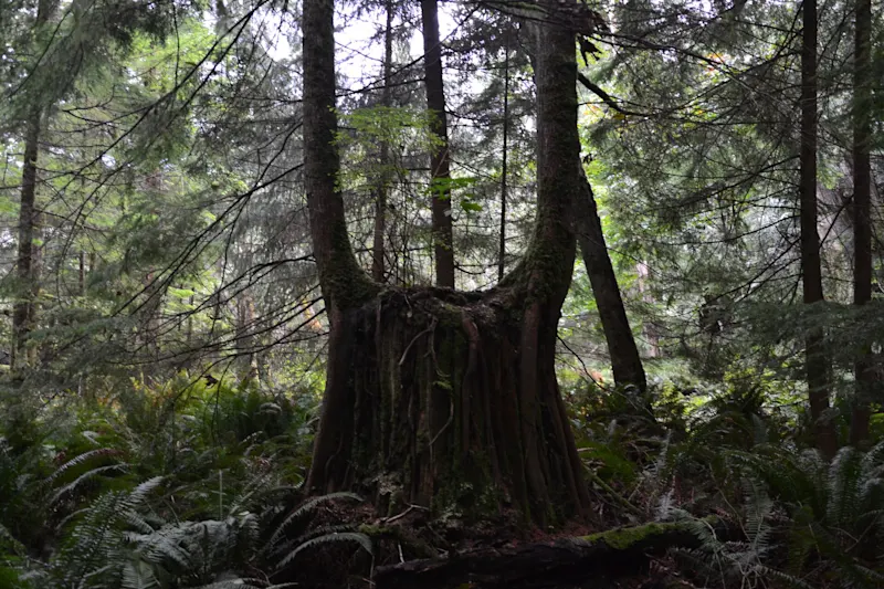 Photo from Bowen Island, Canada