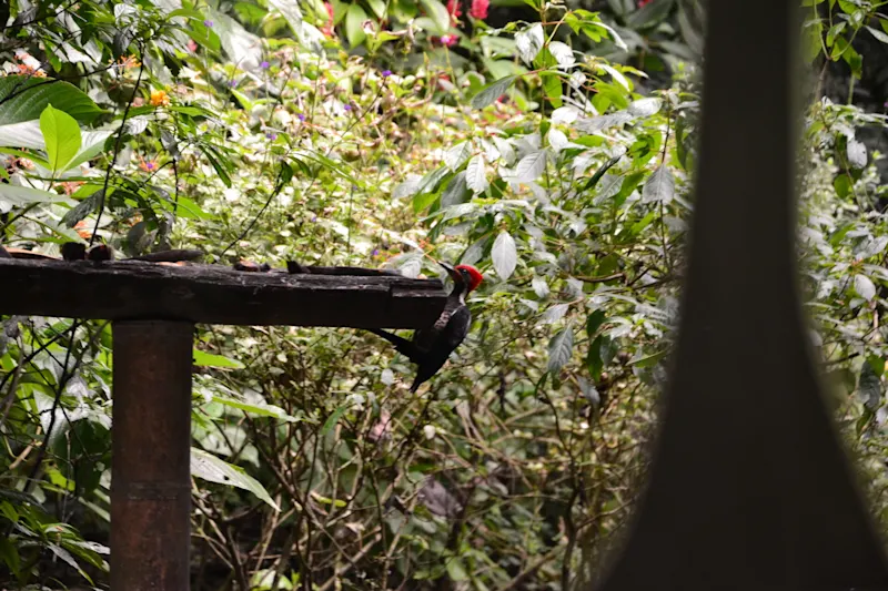 Photo from Quindio, Colombia