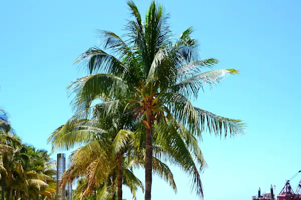 Preview of Miami