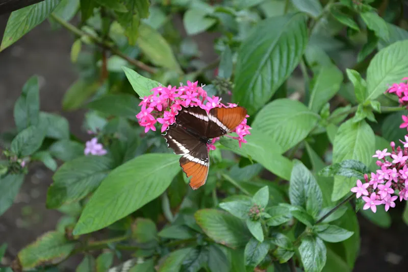 Photo from Quindio, Colombia
