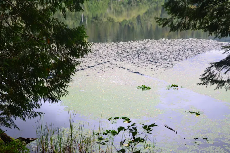 Photo from Bowen Island, Canada