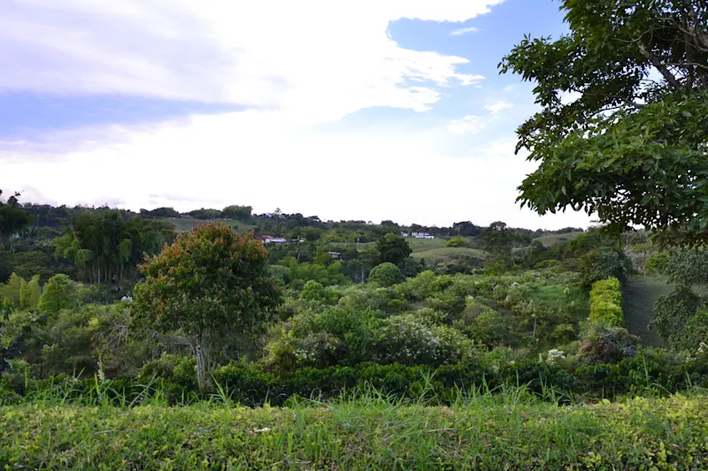 Photo from Quindio, Colombia