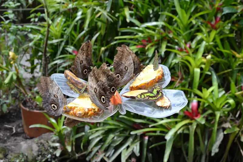 Photo from Quindio, Colombia