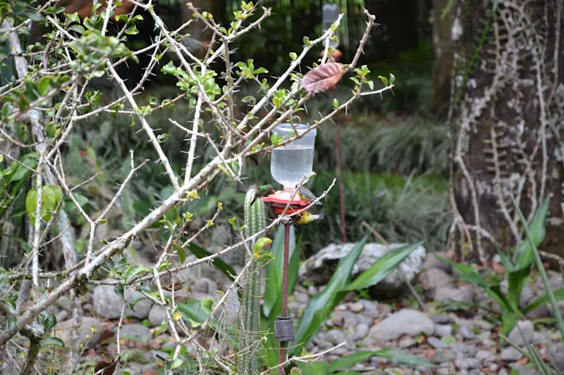 Photo from Quindio, Colombia