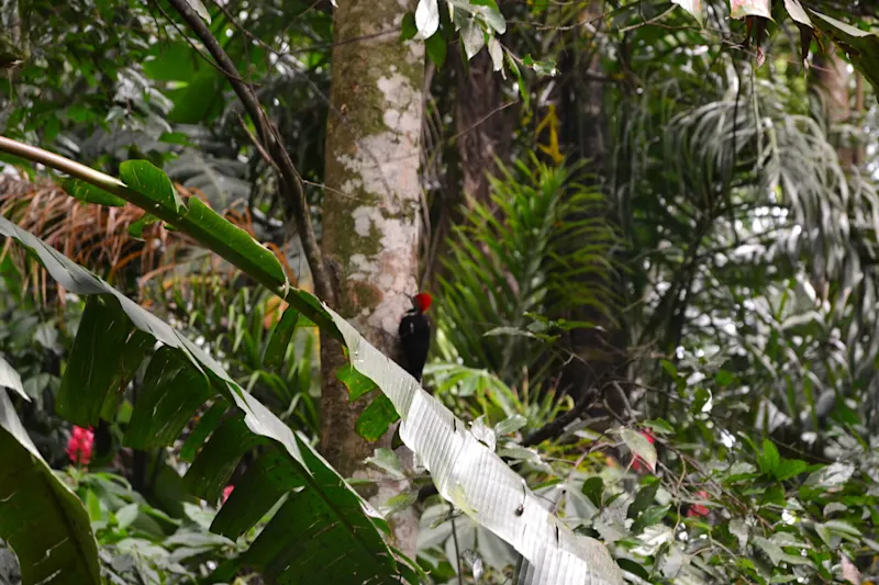Photo from Quindio, Colombia