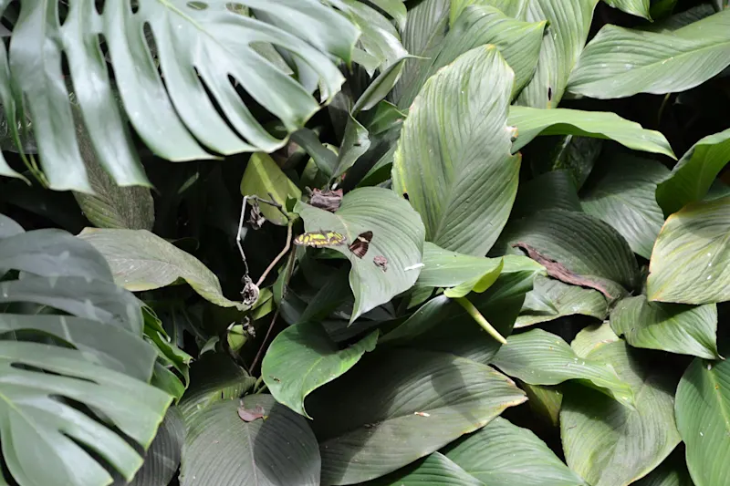 Photo from Quindio, Colombia