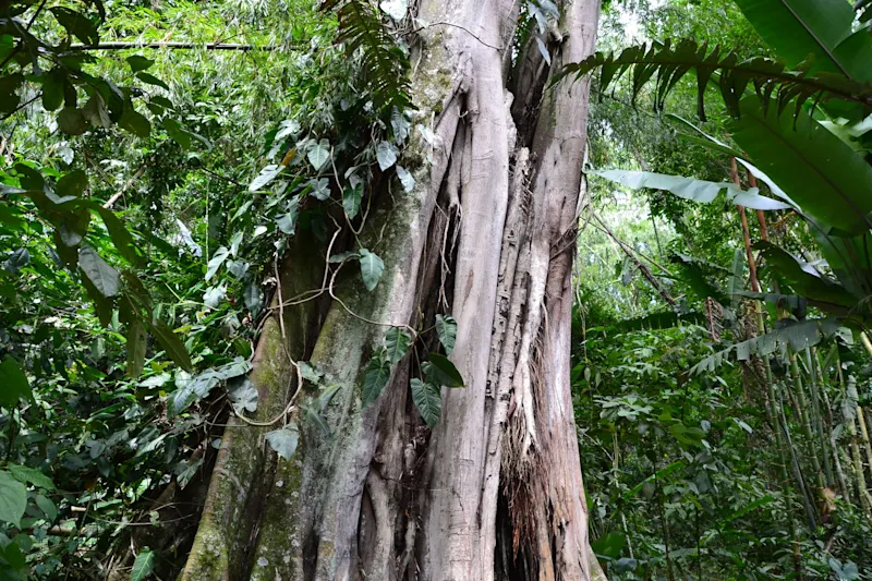Photo from Quindio, Colombia