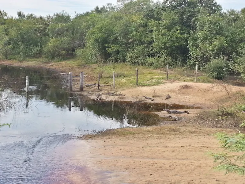 Photo from Pantanal, Brazil
