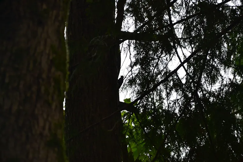 Photo from Bowen Island, Canada