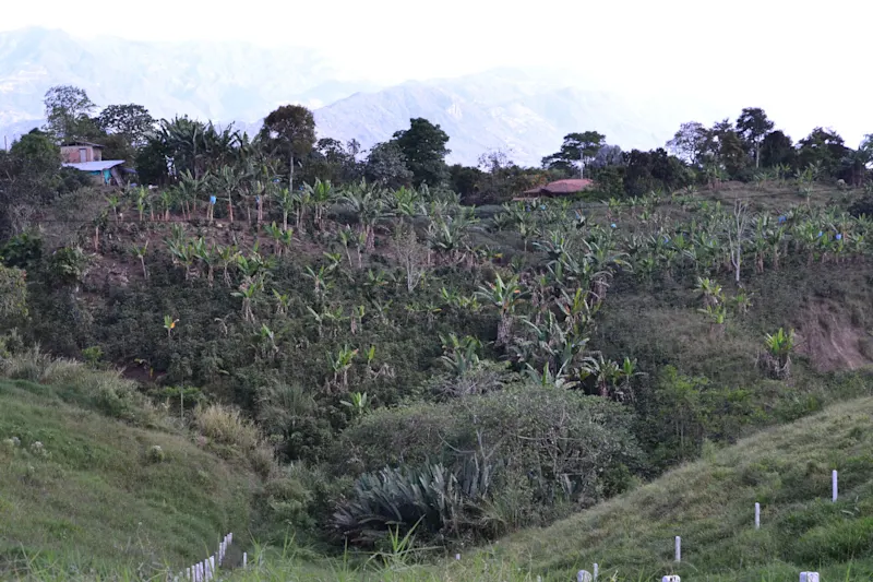 Photo from Quindio, Colombia