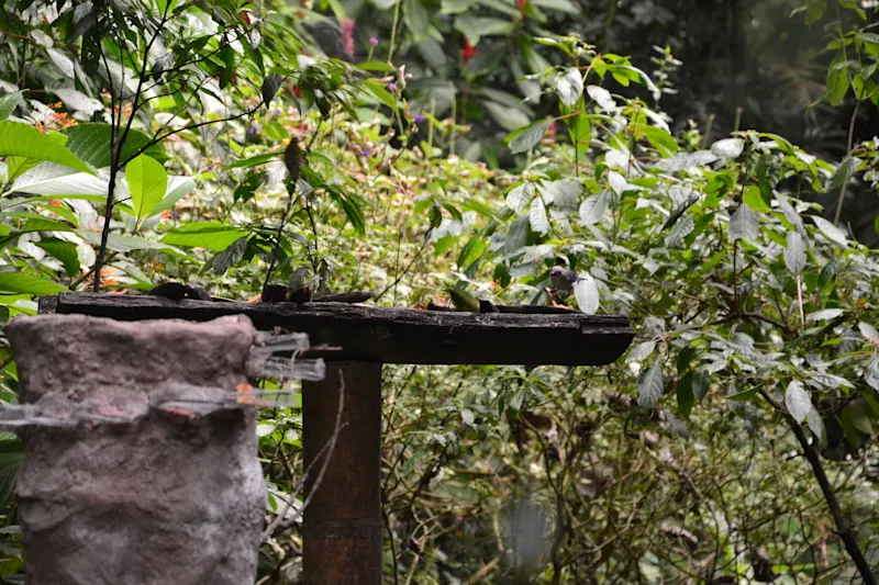 Photo from Quindio, Colombia