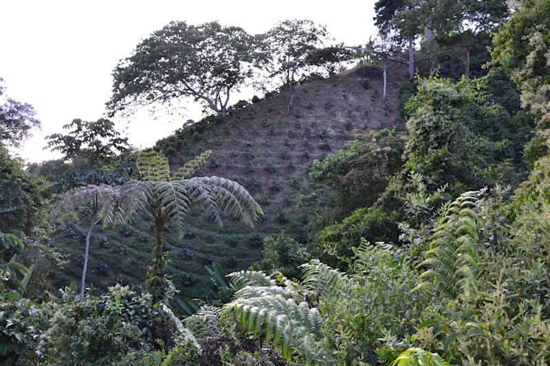 Photo from Quindio, Colombia