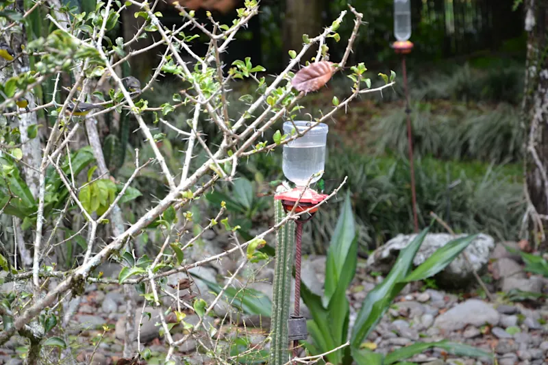 Photo from Quindio, Colombia