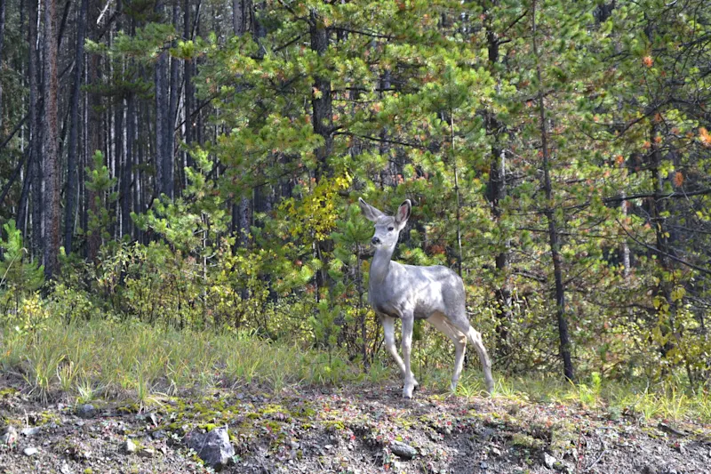 Photo from Jasper, Canada