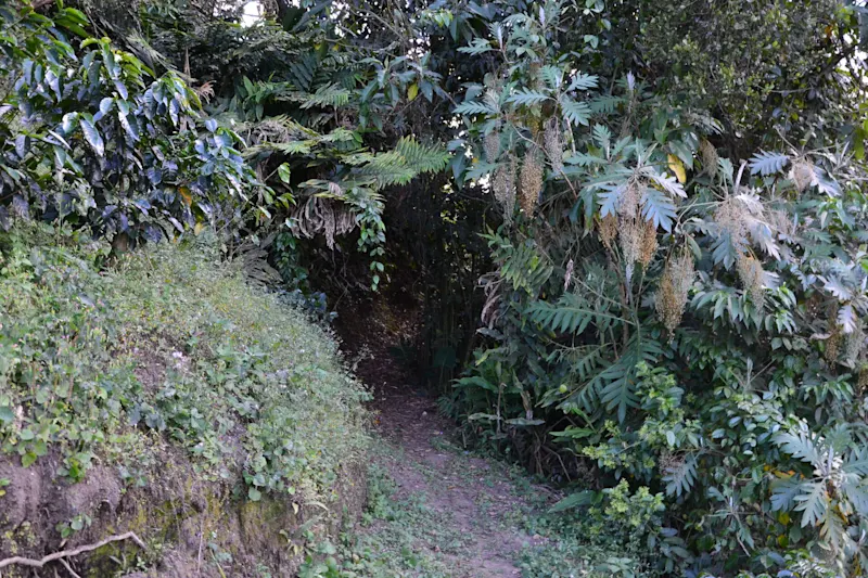 Photo from Quindio, Colombia