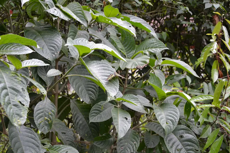 Photo from Quindio, Colombia