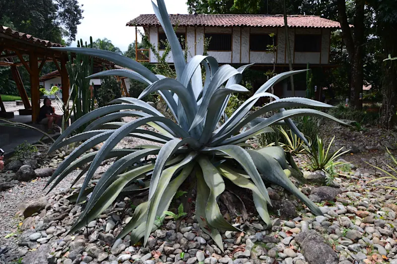 Photo from Quindio, Colombia