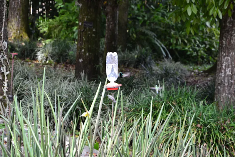 Photo from Quindio, Colombia