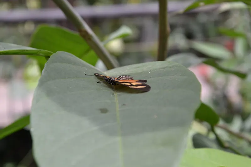Photo from Quindio, Colombia
