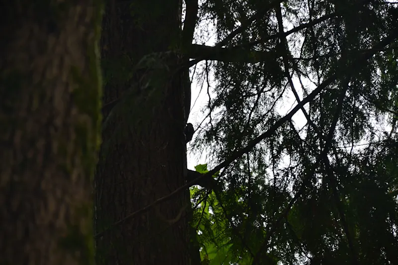 Photo from Bowen Island, Canada